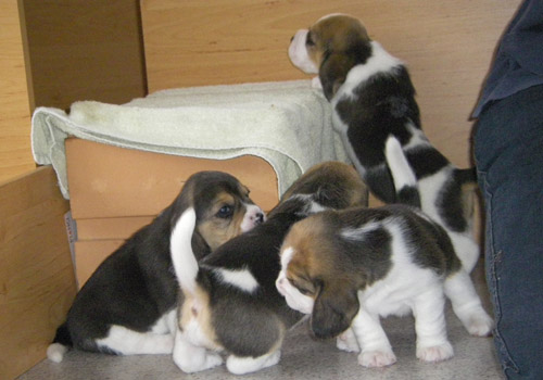 Beagle Welpen vor der Wurfkiste